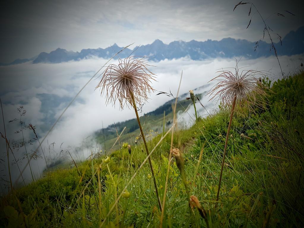 Ferienwohnung Biobauernhof Stegerbauer Maria Alm am Steinernen Meer Exterior foto